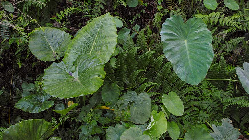 plants on a mountain slope including elephant ears and ferns