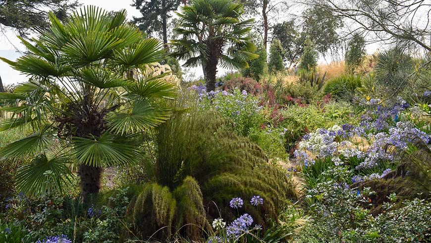 Windcliff garden scene with palms and agapanthus