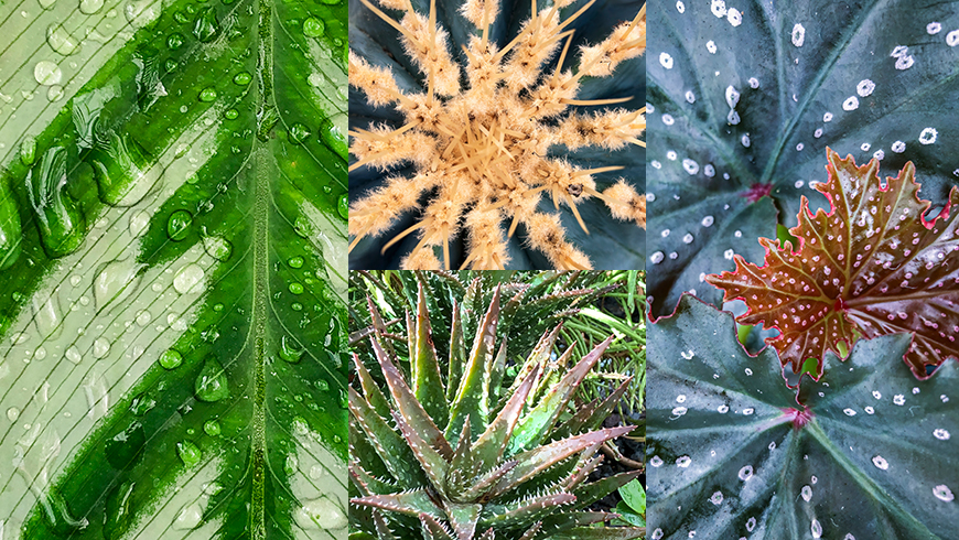 collage of tropical foliage