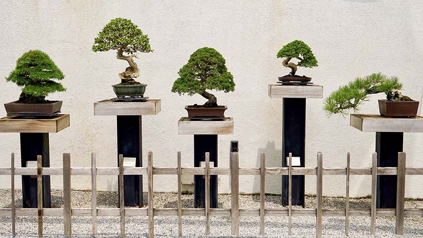 small bonsai collection