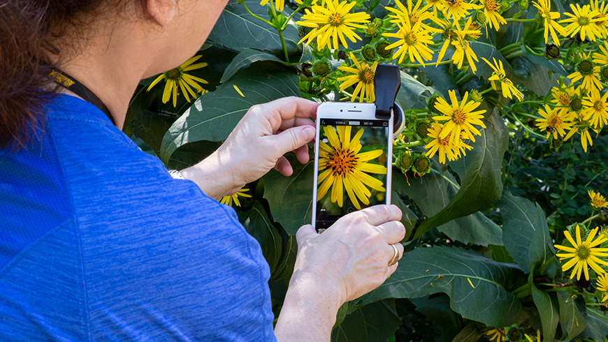 flowers being photographed with an iPhone