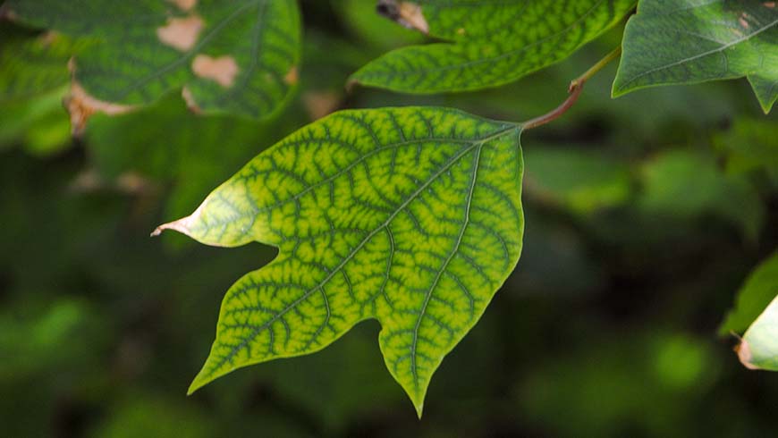 nutrient deficiency on a leaf (chlorosis)