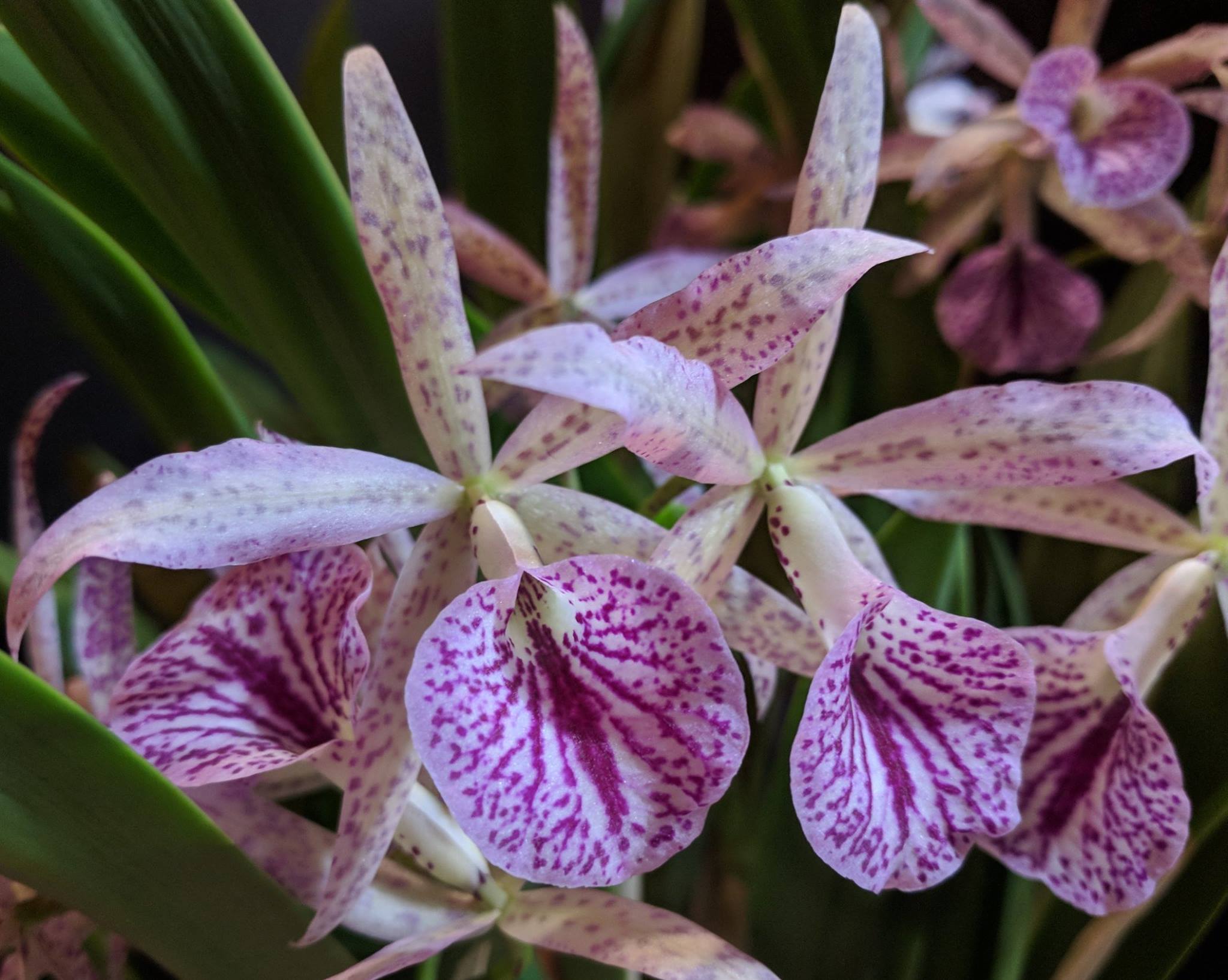 photo of an orchid