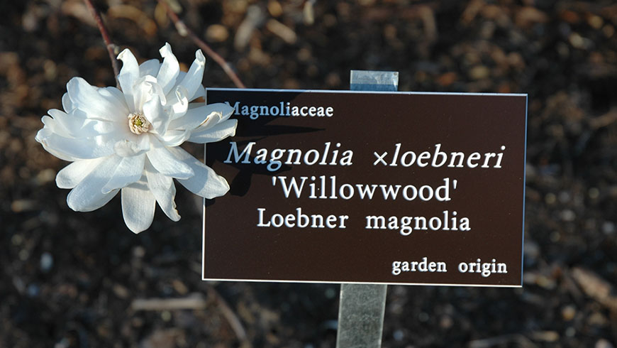 photo of a JC Raulston Arboretum plant sign for the 2023 Bryce Lane class: What 's in a Name