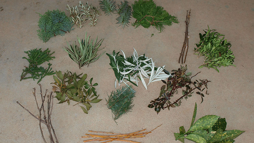 assortment of stem cuttings