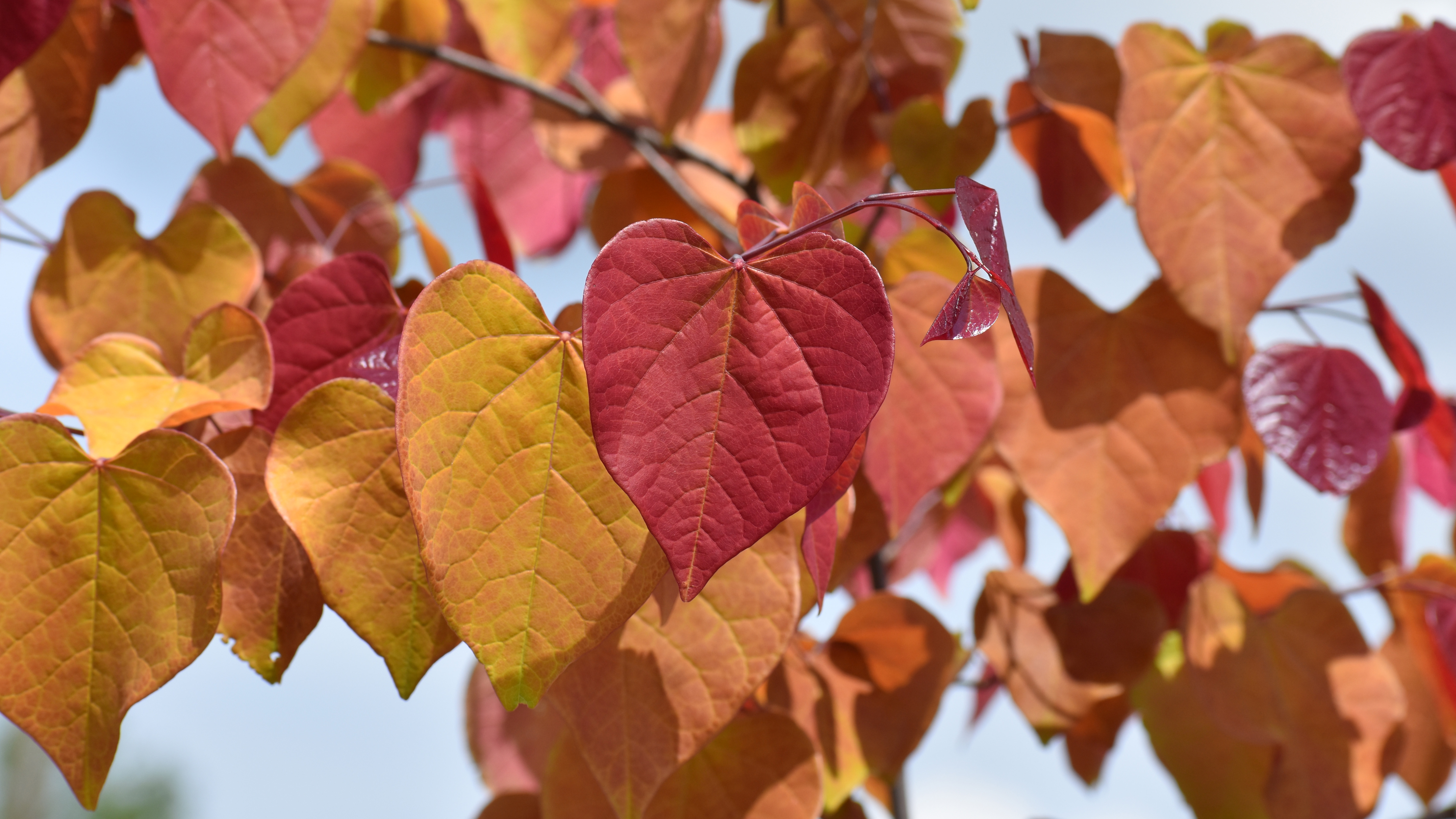 Cercis flamethrower: a superstar from previous rare plant auctions