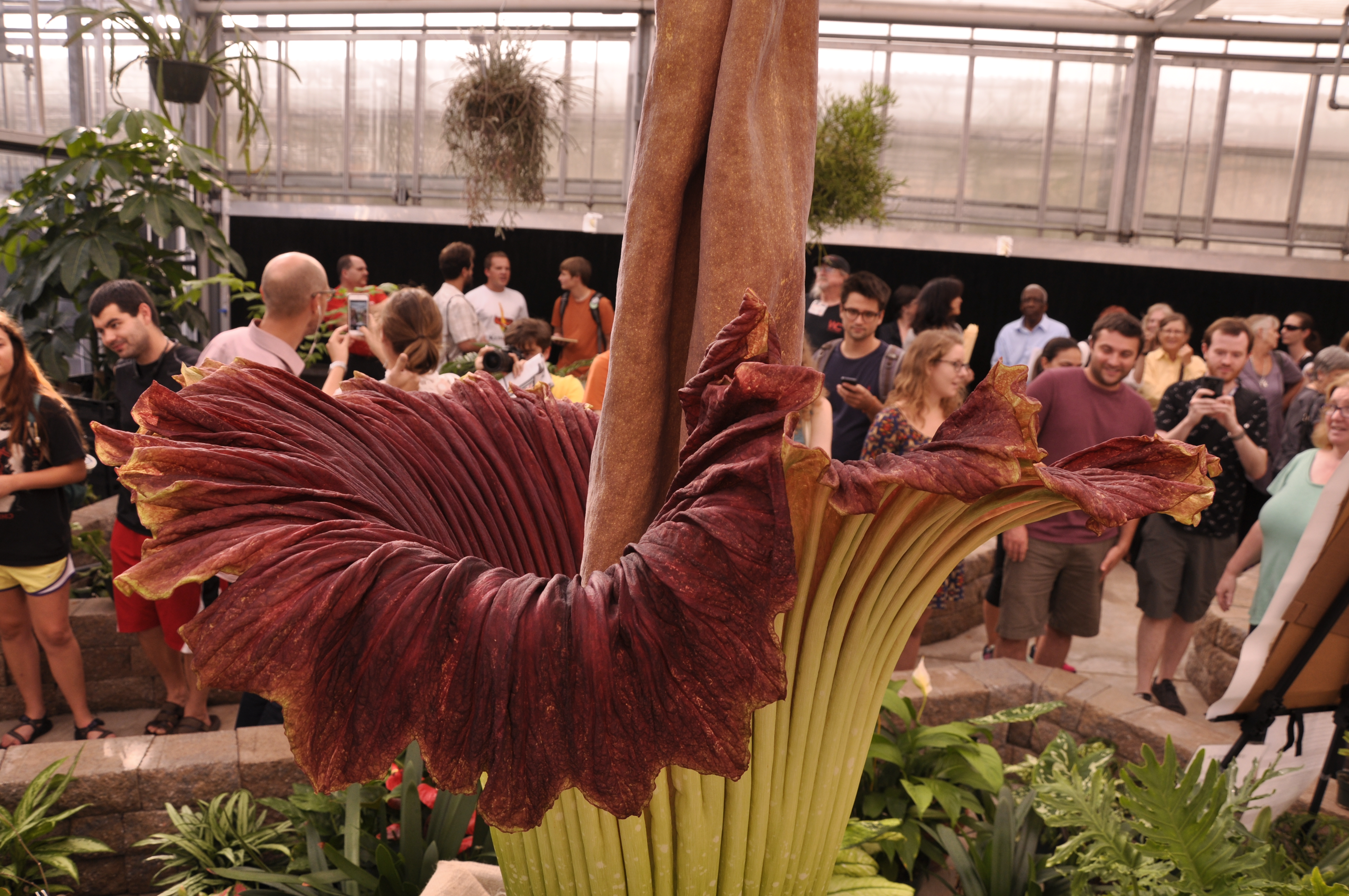 A corpse flower blooming
