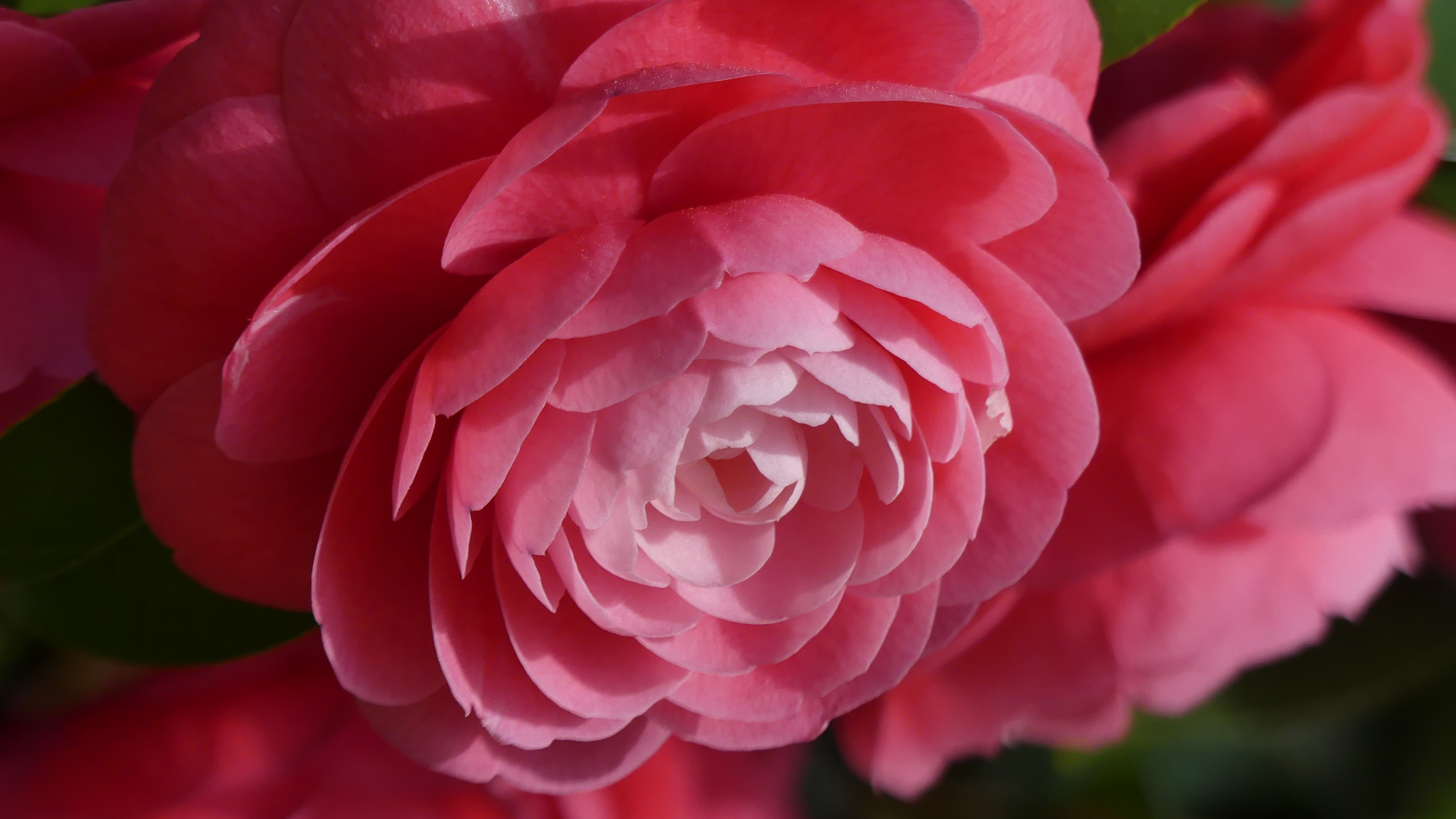 Vibrant double-flowering camellia