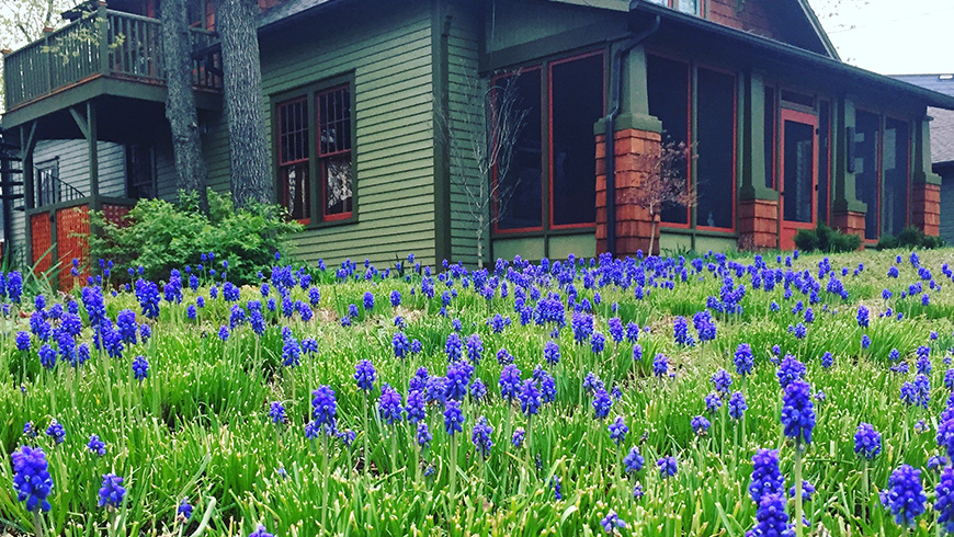 muscari lawn in front of house