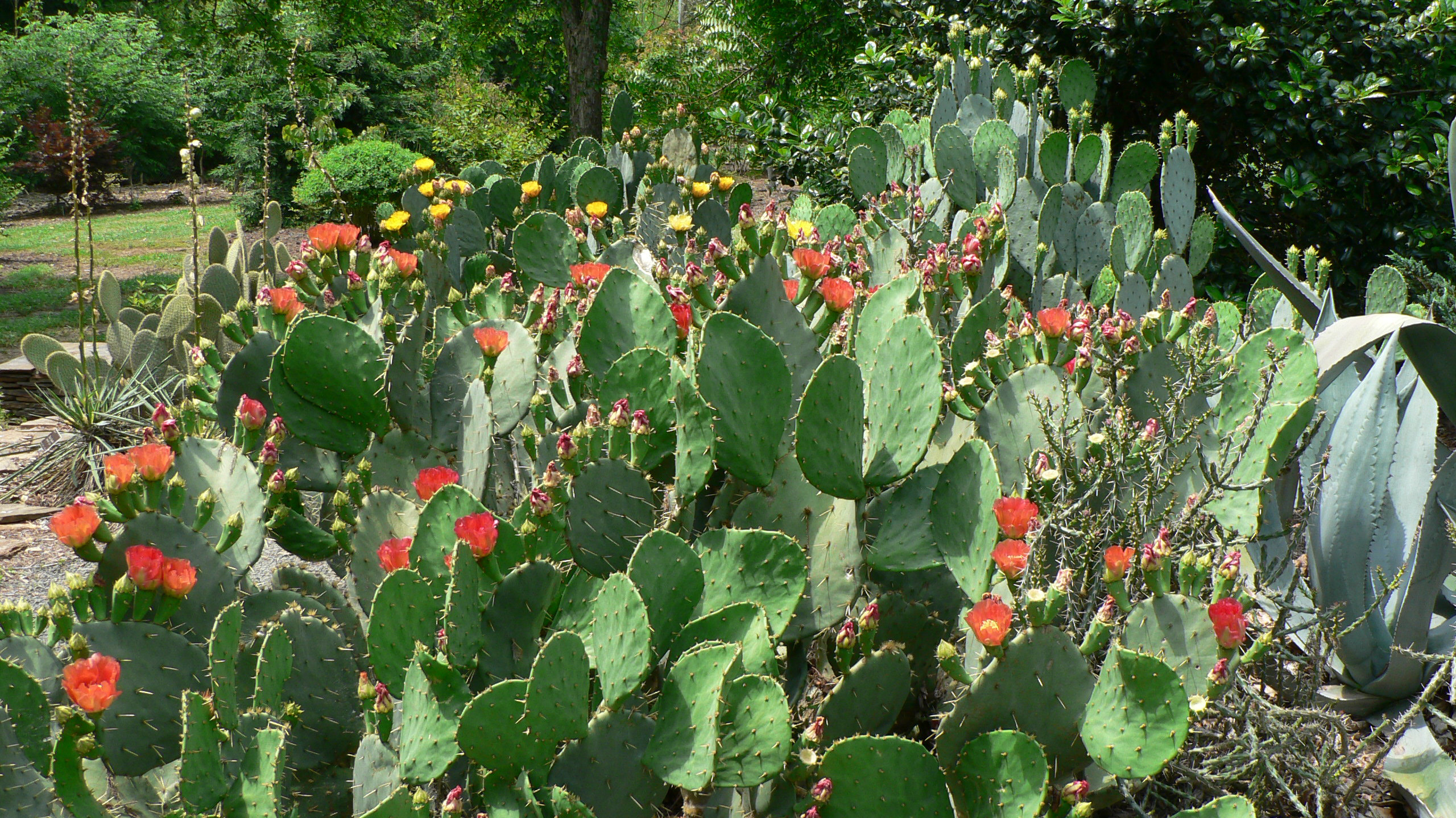Cacti in flower