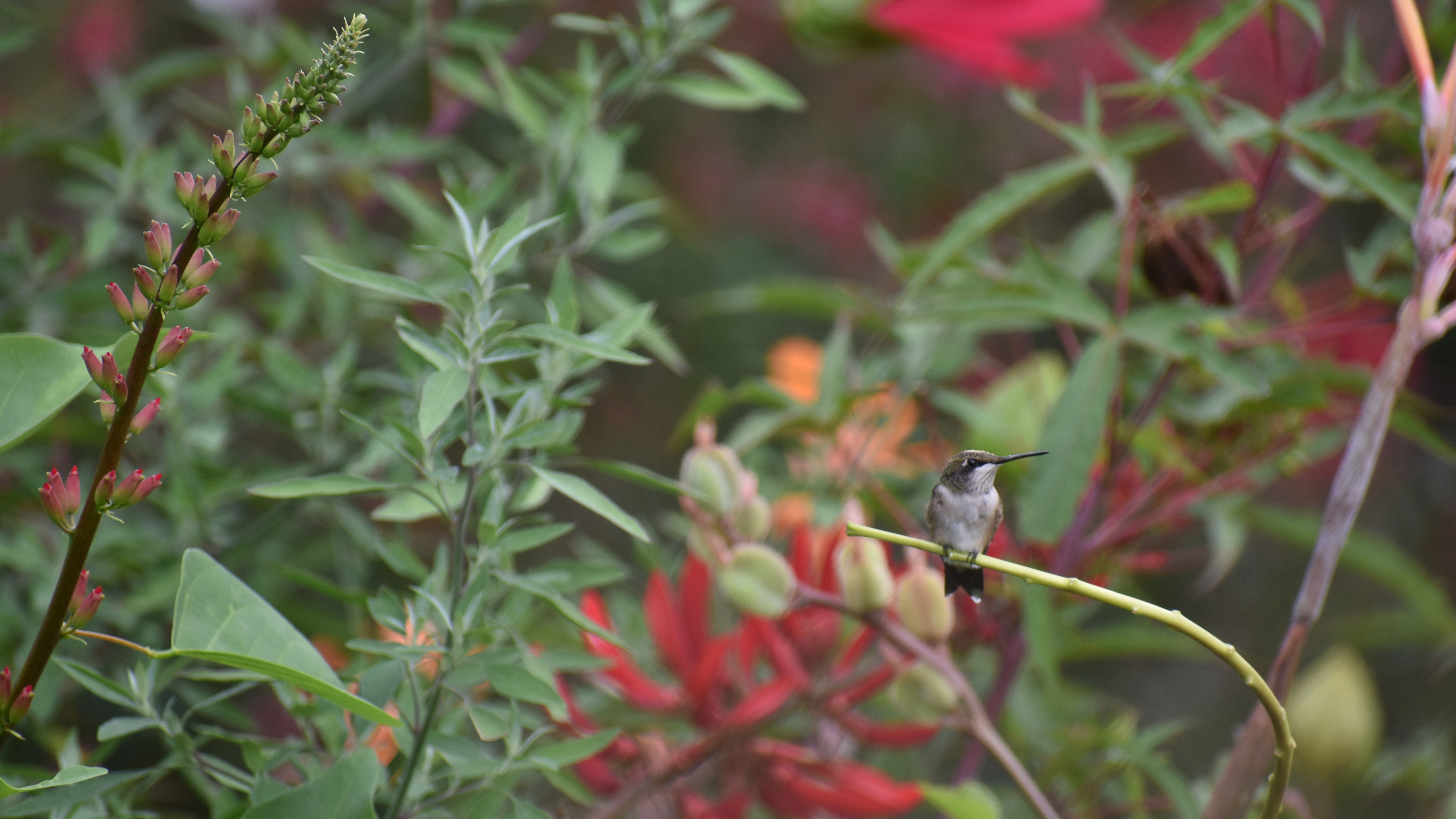 A roosting hummingbird