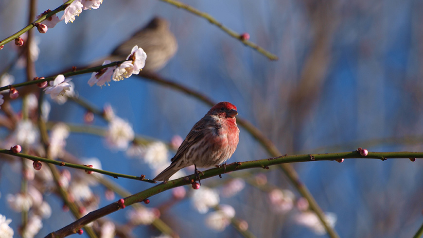 bird on a flowering shrub