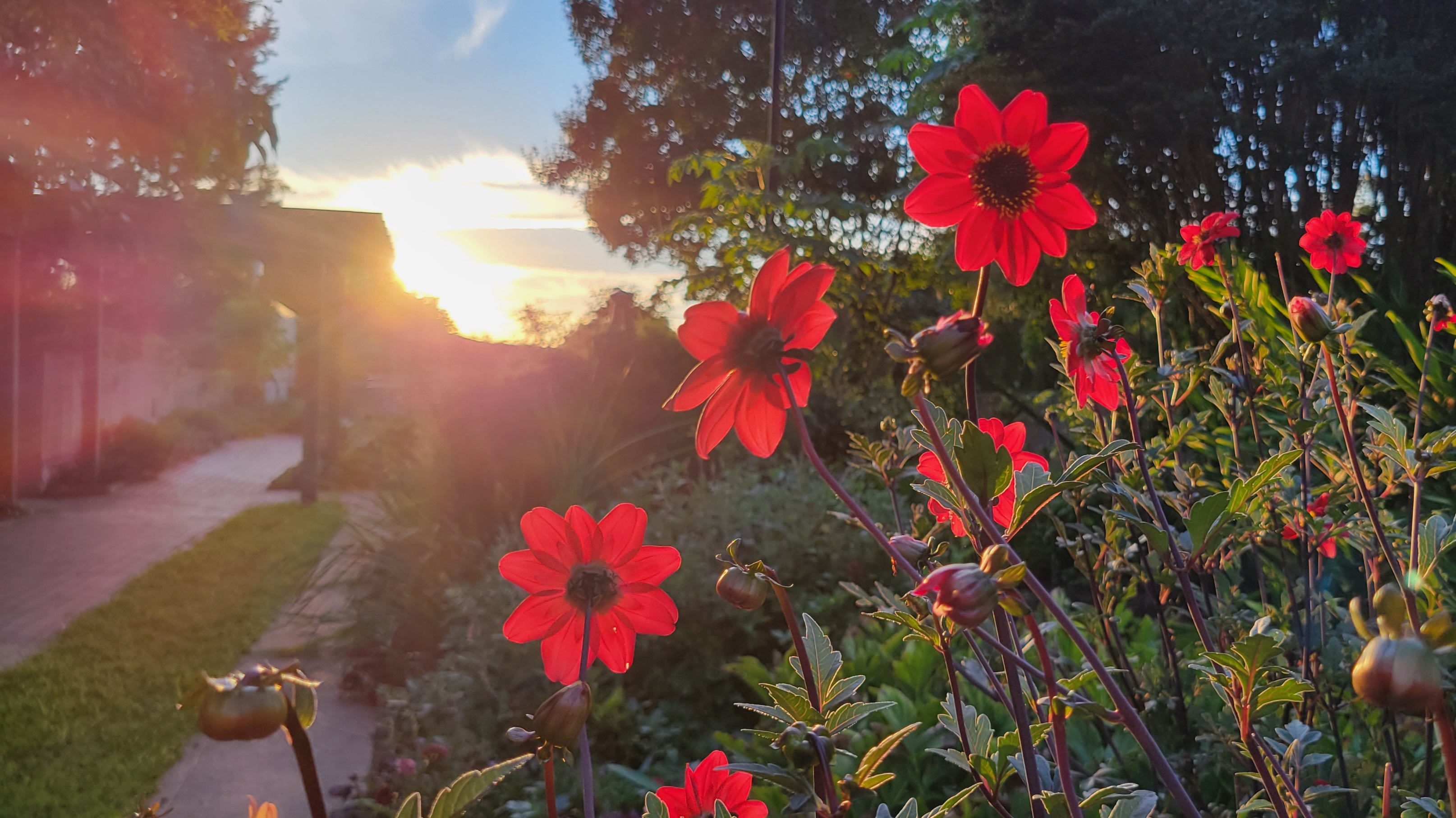 Dahlias dancing in the sunset