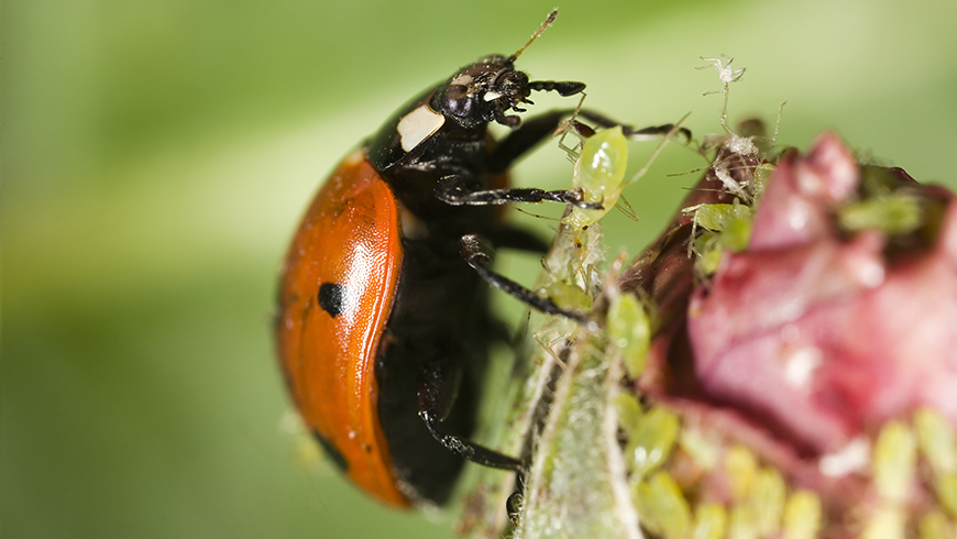 Ladybug with aphid