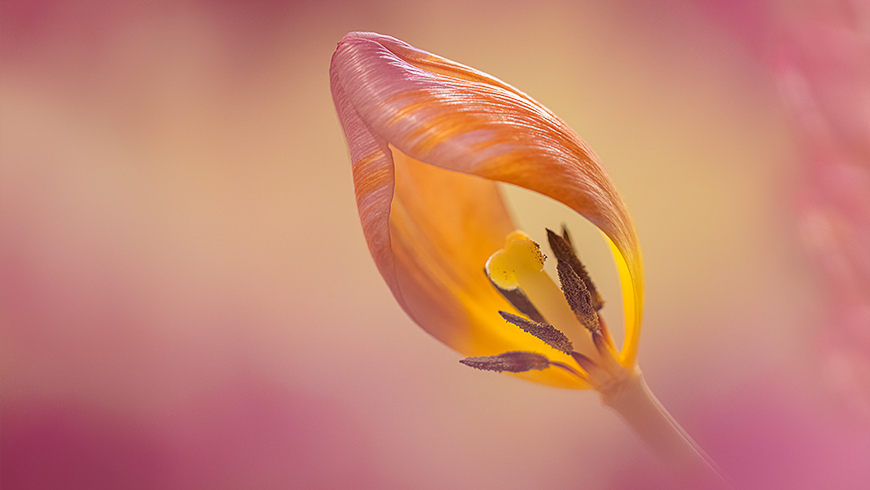 up close picture of tulip flower