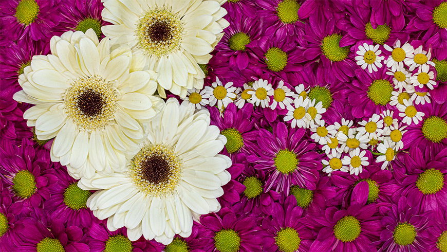 white and pink flowers arranged in artistic pattern