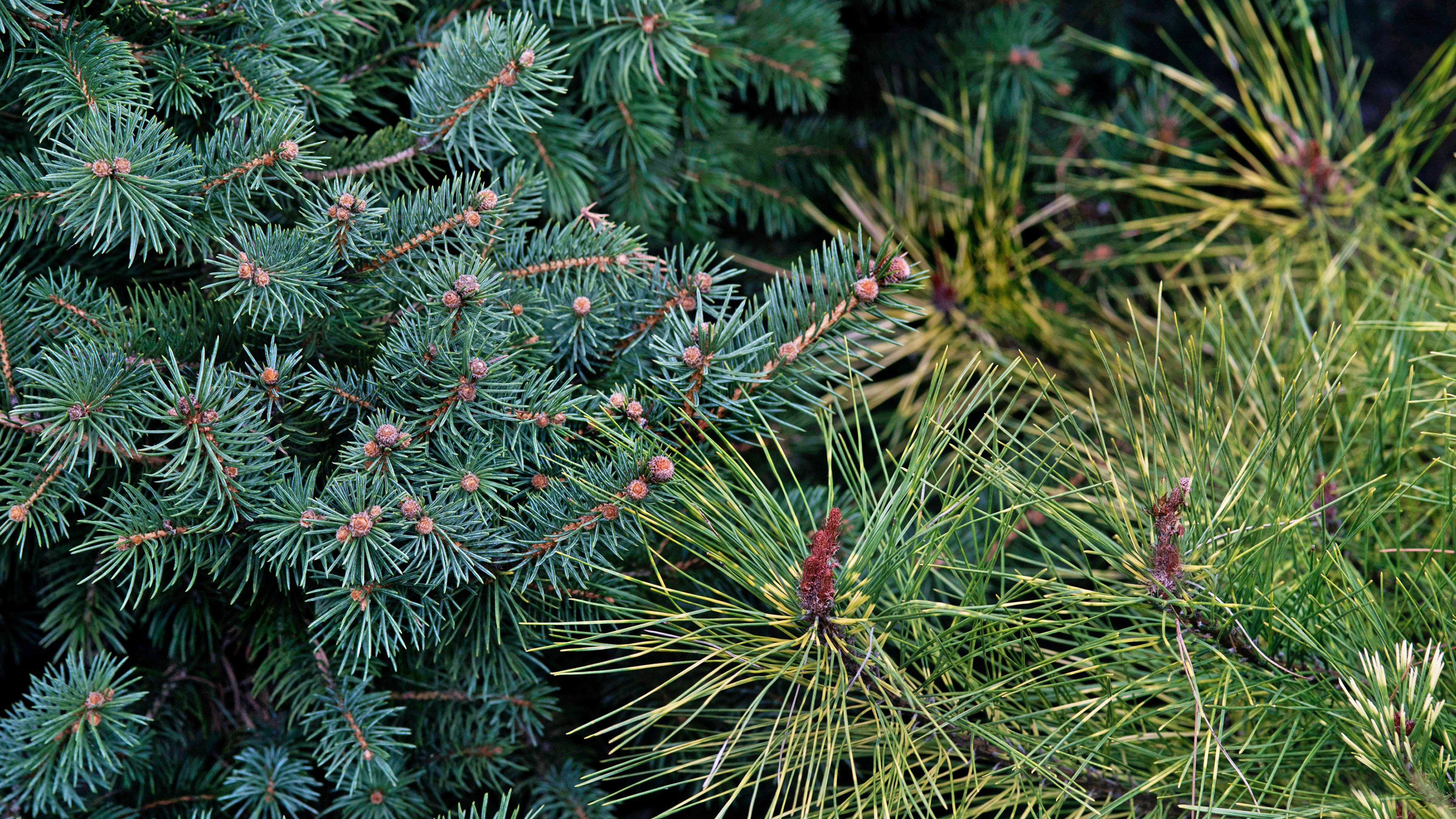 Picea pungens 'Gebelle's' (Golden Spring) Colorado Spruce and Pinus densiflora 'Burke's Red Variegated' Japanese red pine