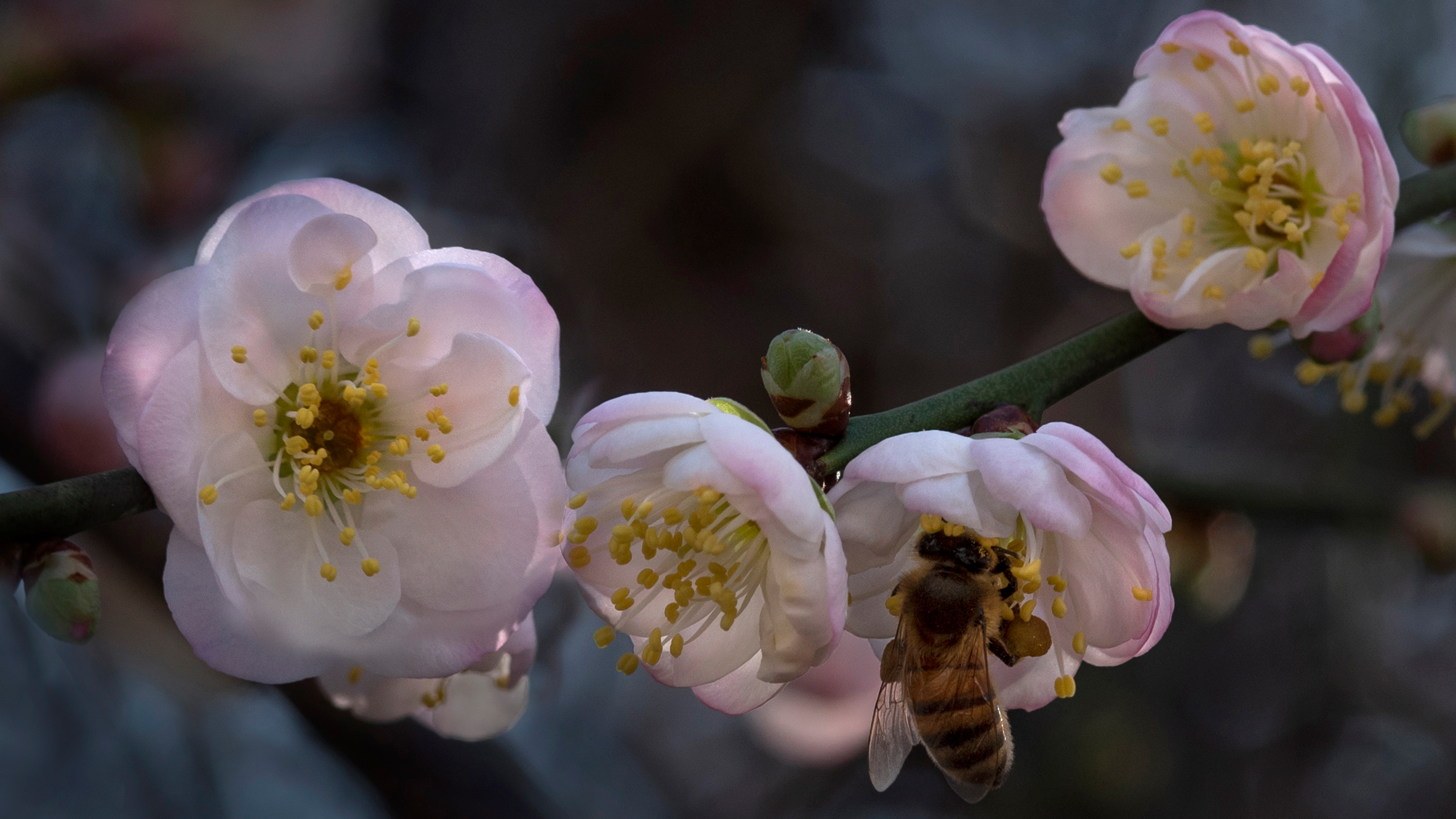 A honeybee enjoying a Prunus mume 'Bridal Veil' blossom