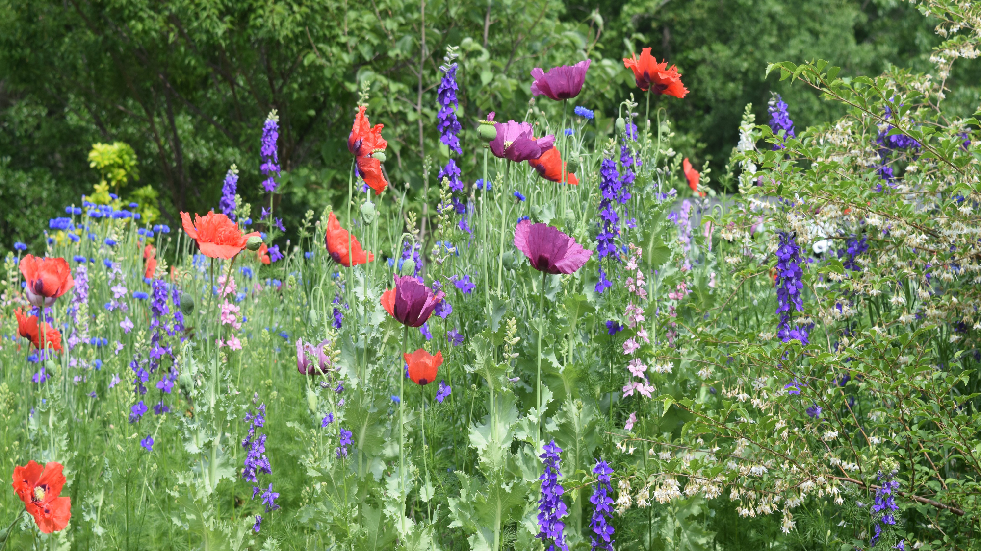 a lovely meadow of annual flowers