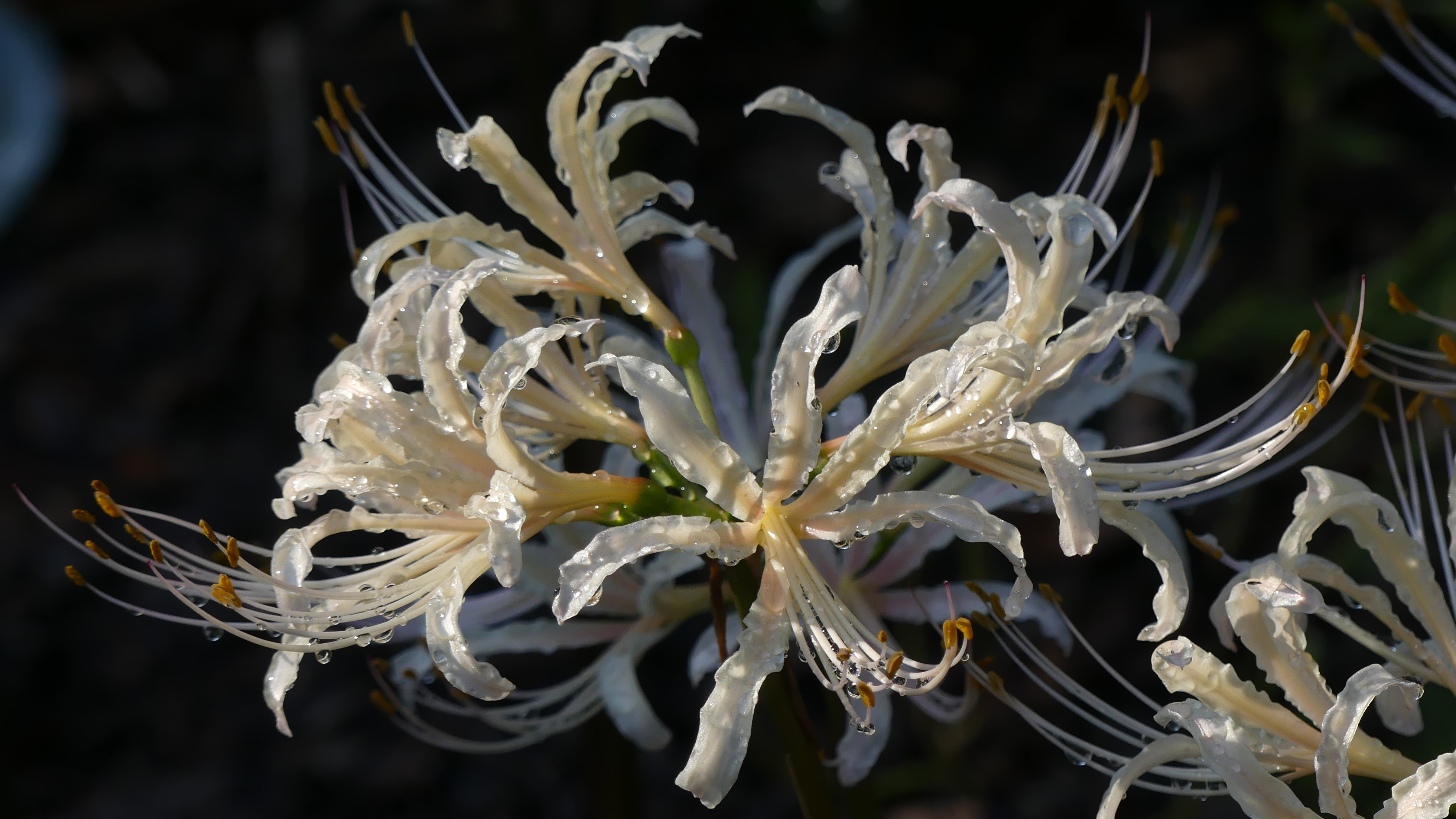 Lycoris albiflora inflorescence