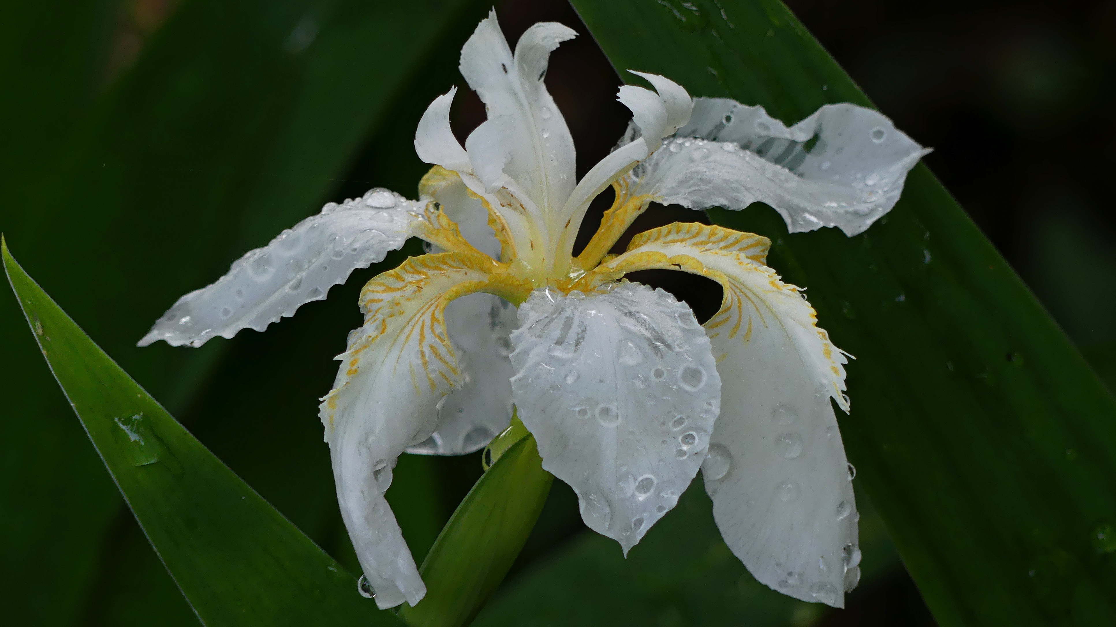 Iris tectorum 'Alba' dappled with water droplets