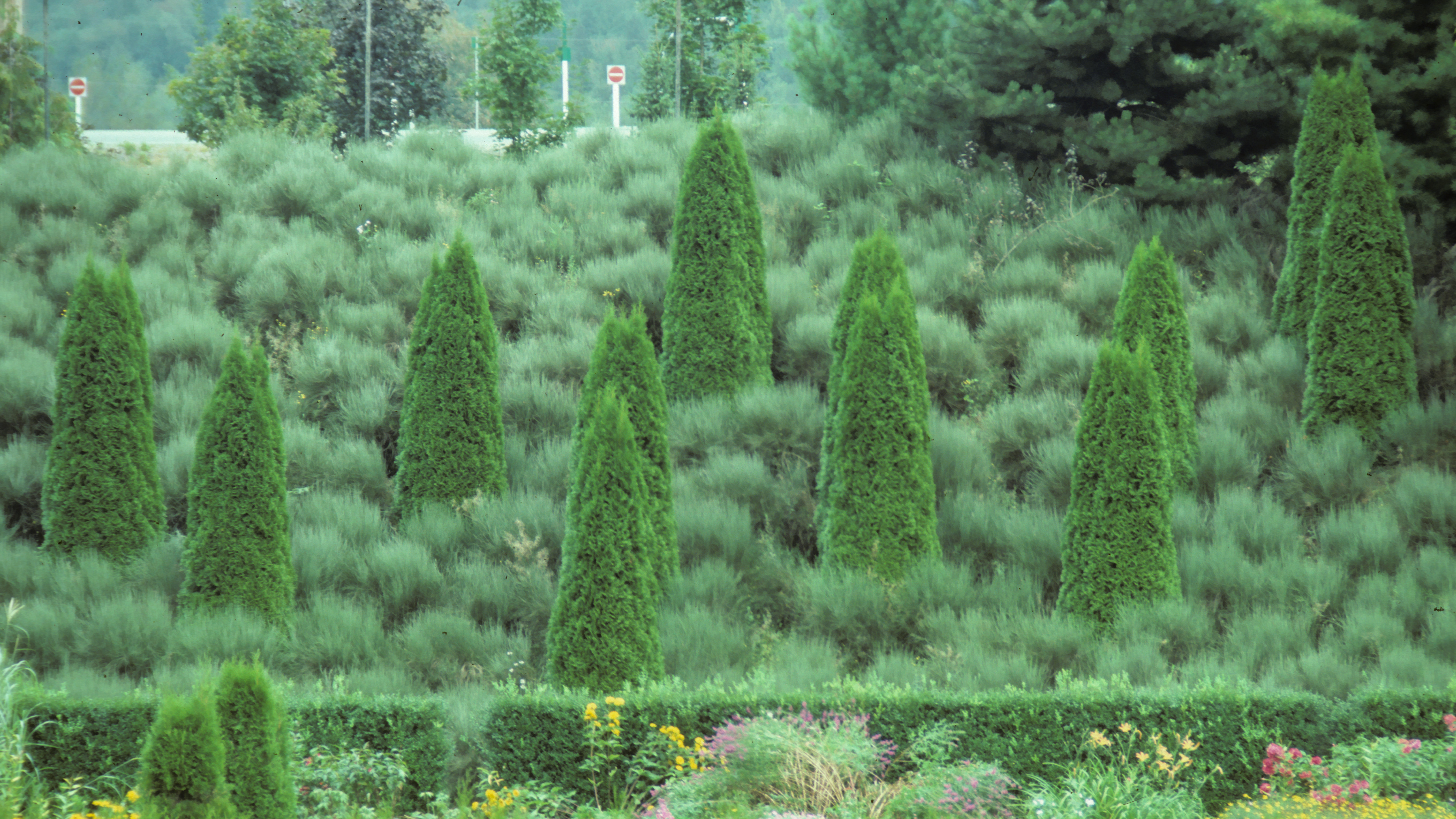 A hillside with some adorable fastigiate conifers