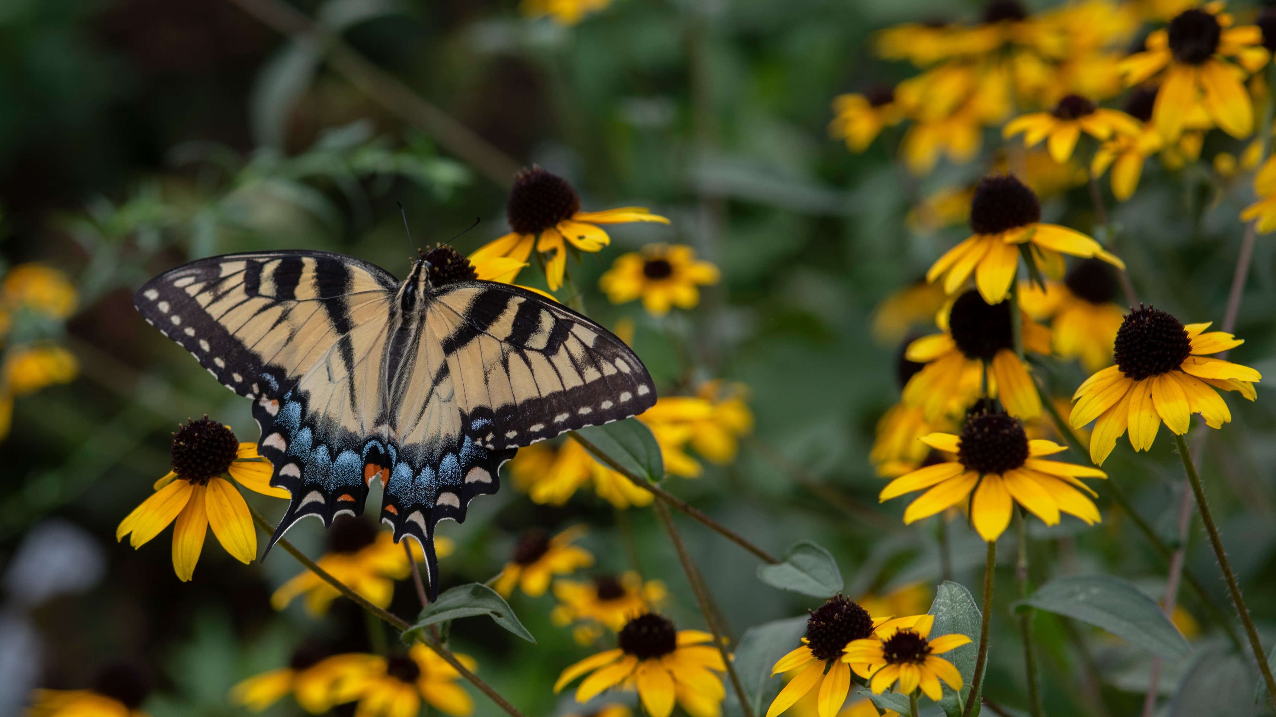 Tiger Swallowtail perusing the Black-eyed Susans