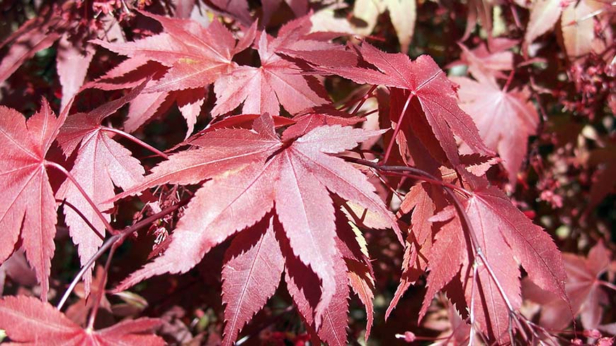 Japanese Maple Collection