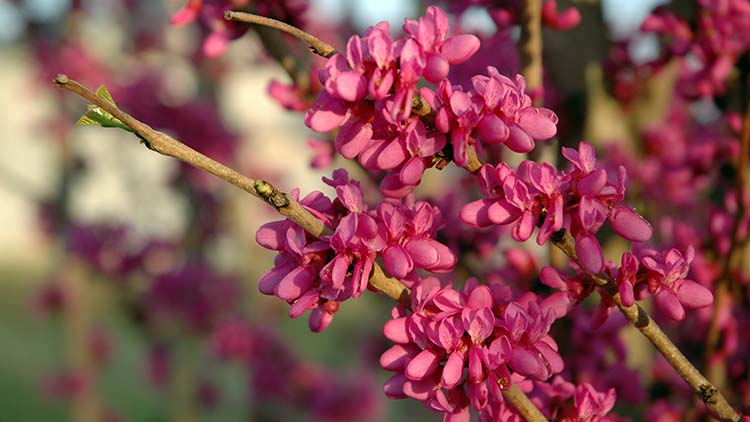 Cercis chinensis 'Kay's Early Hope' 