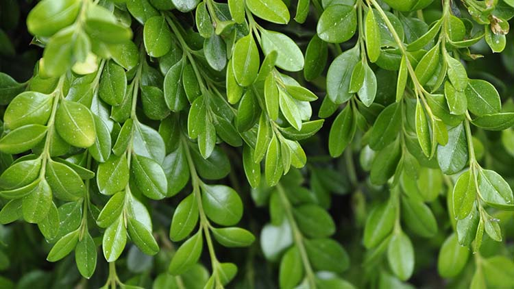 Buxus sempervirens 'Unraveled'