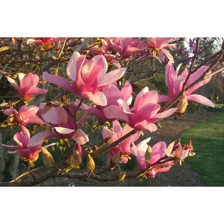 Magnolia soulangeana Verbanica