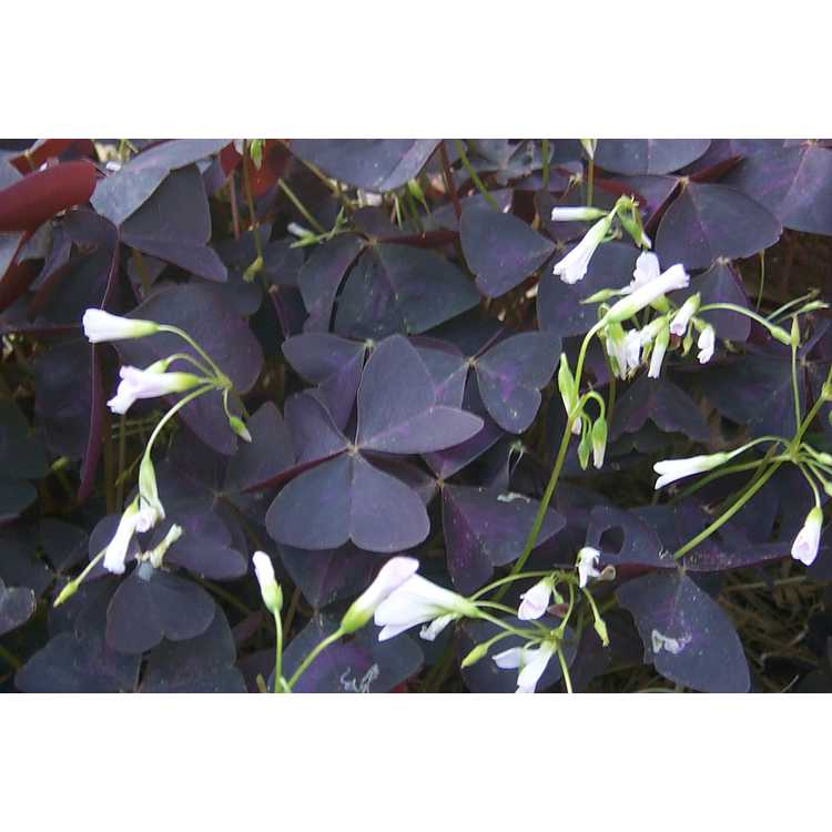 Oxalis triangularis subsp. papilionacea - purple shamrock