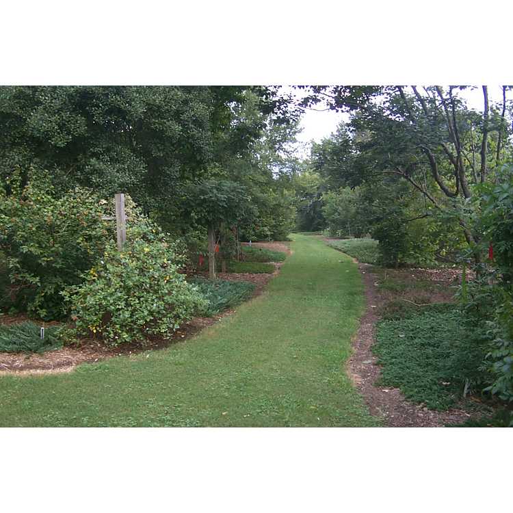 West Arboretum