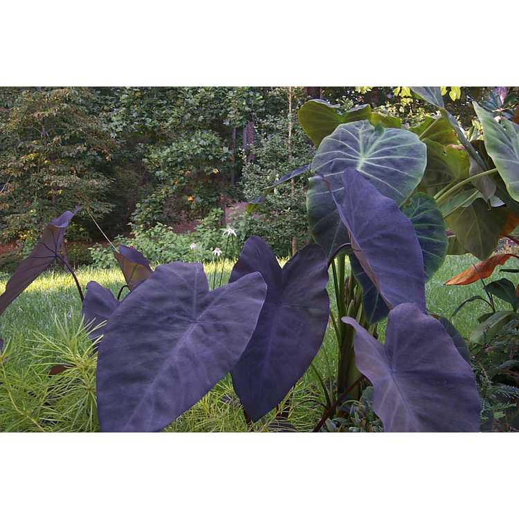 Colocasia esculenta 'Black Magic' - purple elephant ear