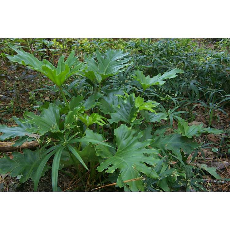<em>Philodendron bipinnatifidum</em>