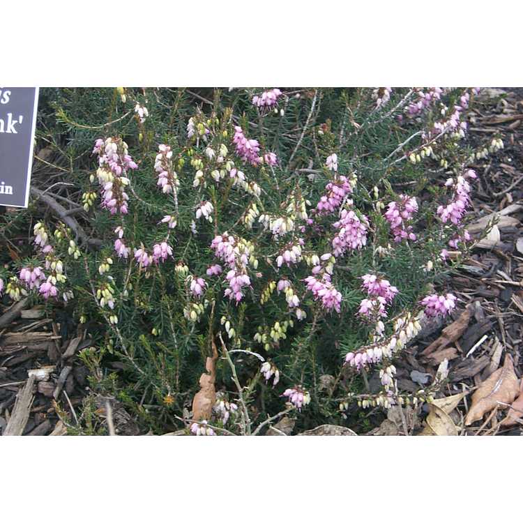 Erica ×darleyensis 'Mediterranean Pink' - Darley heath