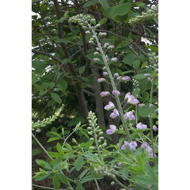 Baptisia alba × B. australis