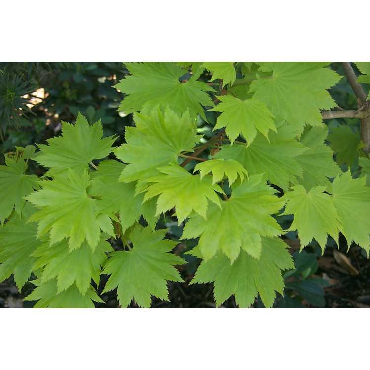 <em>Acer japonicum</em> 'Aureum'