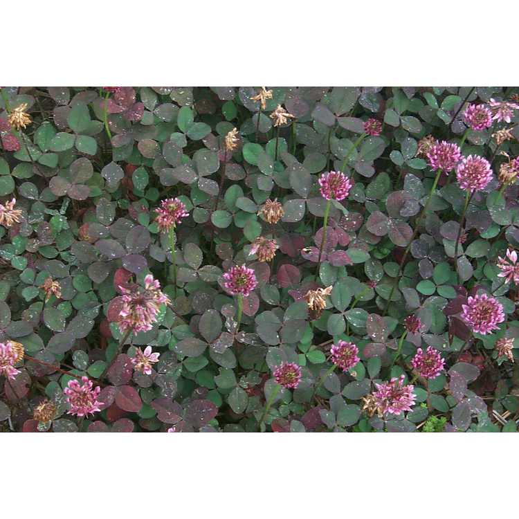 <em>Trifolium repens</em>