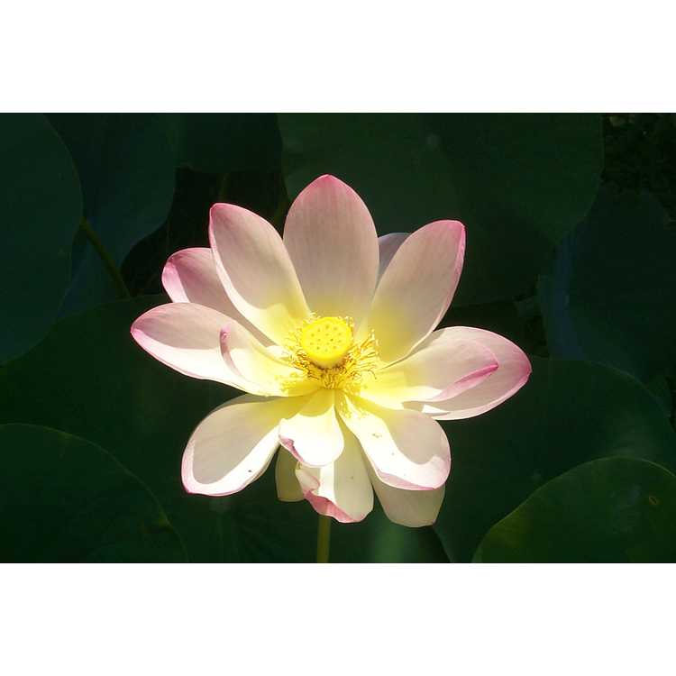 Nelumbo nucifera - sacred lotus