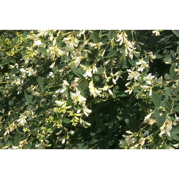 Lespedeza - bush-clover