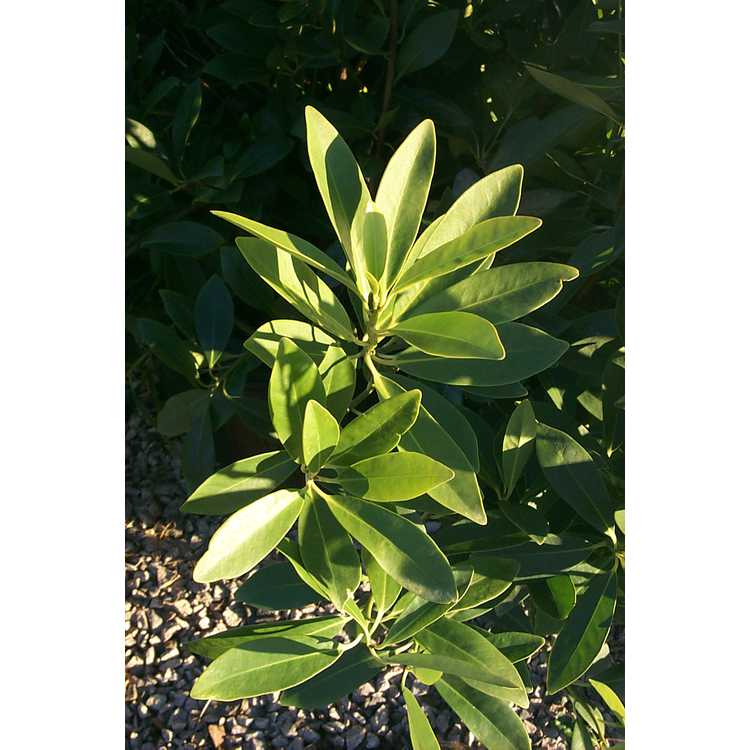 Illicium parviflorum 'Forest Green' - yellow anise