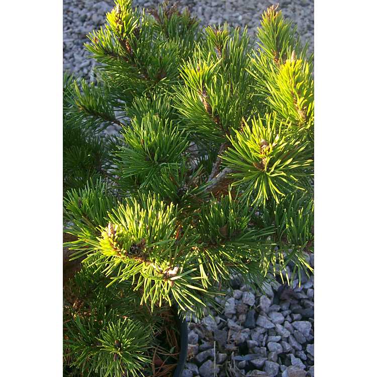 <em>Pinus virginiana</em> 'Issaqueena'