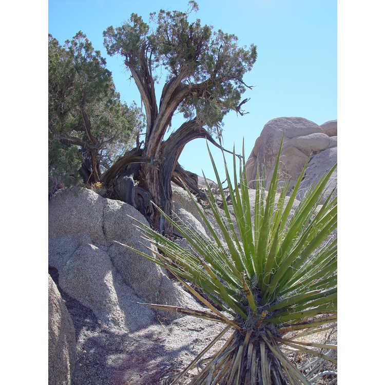 <em>Yucca schidigera</em>