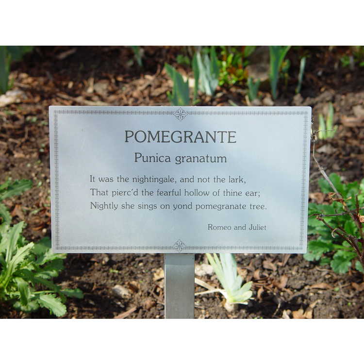 Punica granatum - common pomegranate