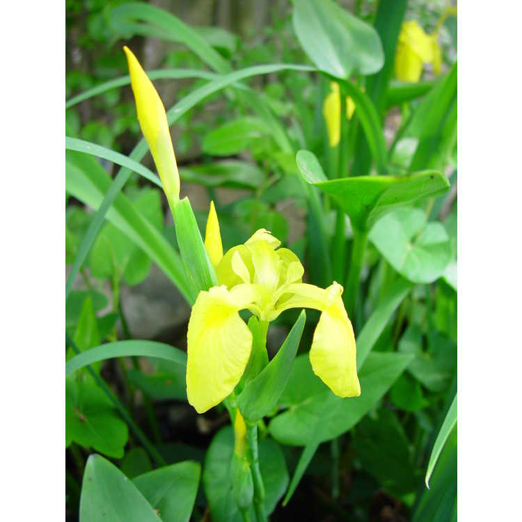 Iris pseudacorus - yellow flag