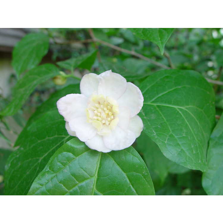 Calycanthus chinensis - Chinese wax plant