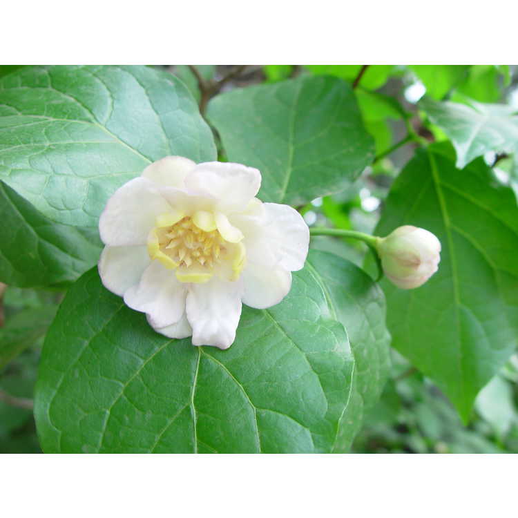 Calycanthus chinensis - Chinese wax plant
