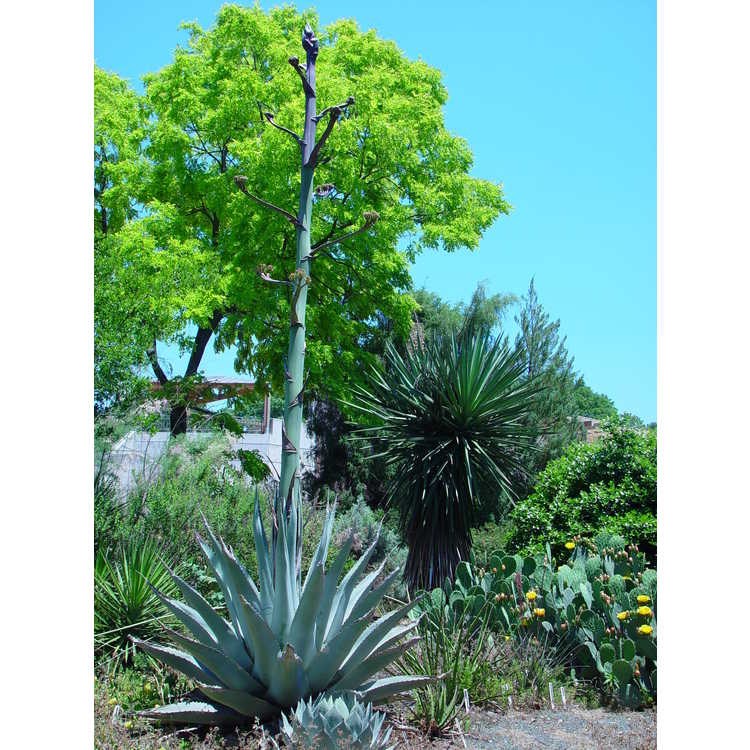 New Mexico agave