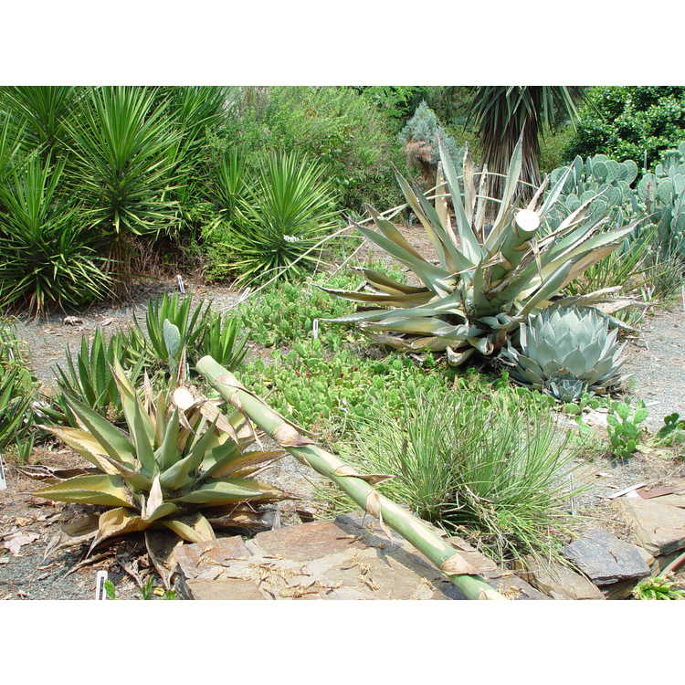 Chisos agave